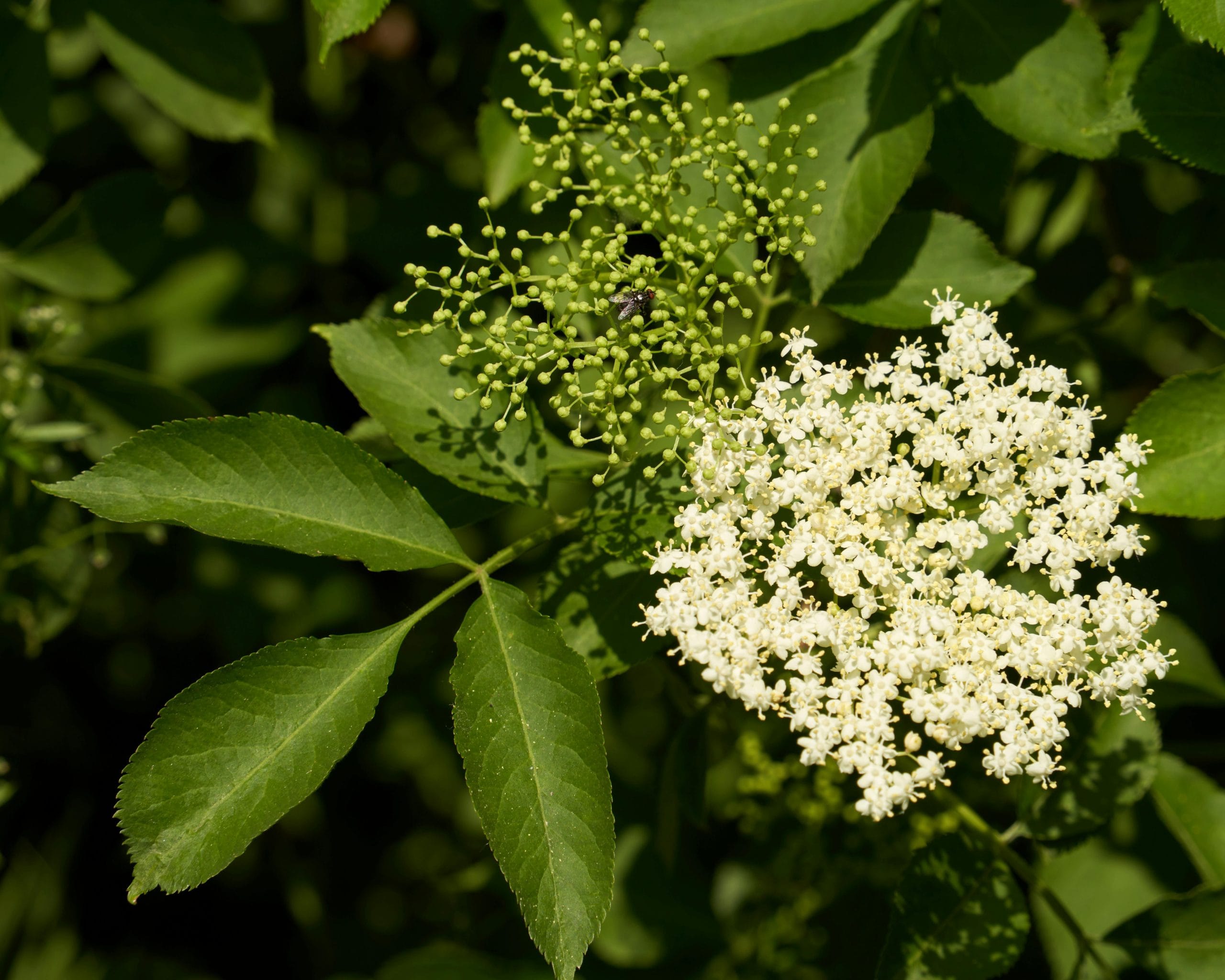 Soc (Sambucus nigra)